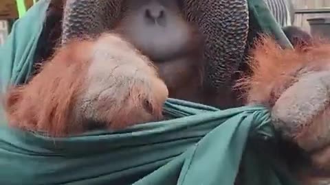 Patrick the Orangutan turns 34 receives a royal cloak and then ties the perfect knot