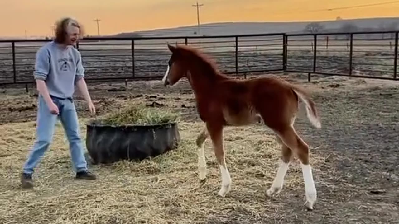 "🐎 Man Shows Baby Horse How to Jump for Fun! 🤩"