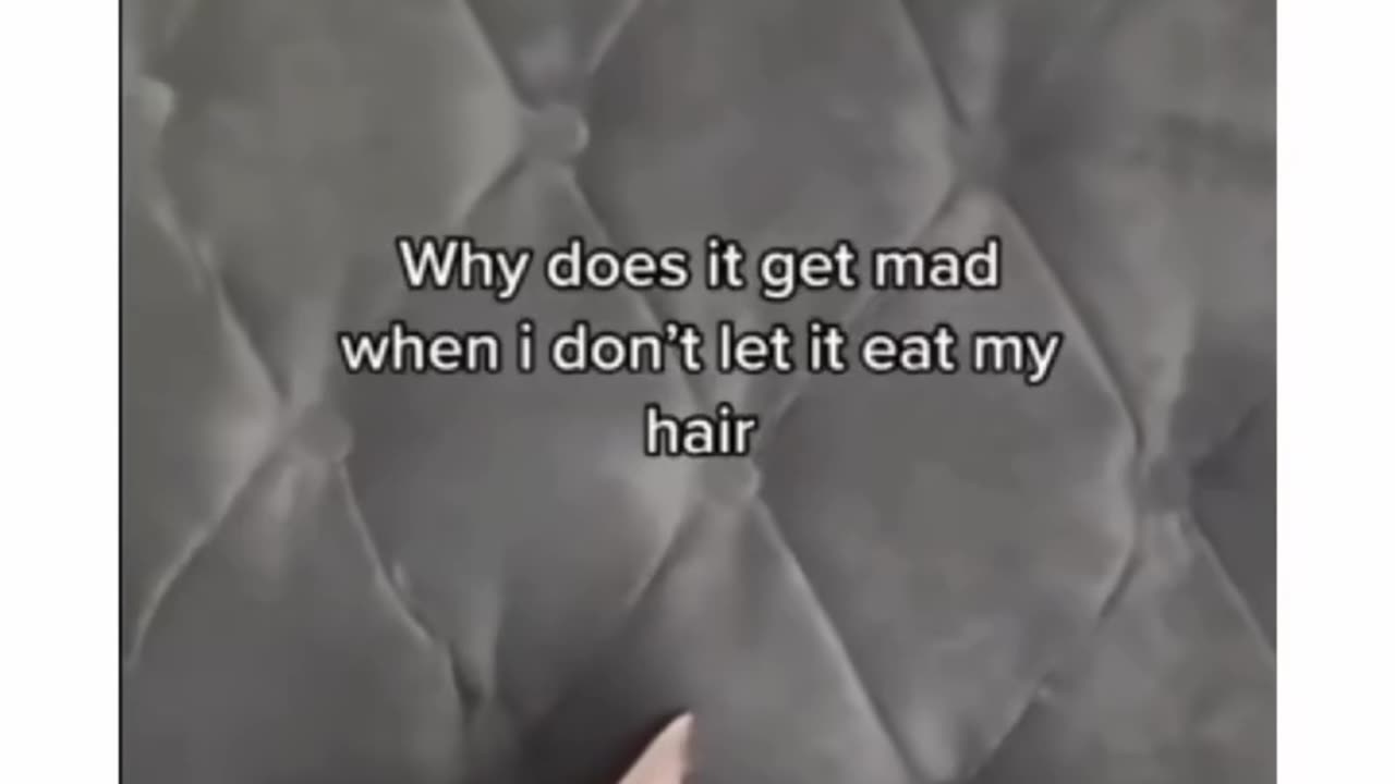 Cats are dangerous tooðŸ¤ðŸ’—