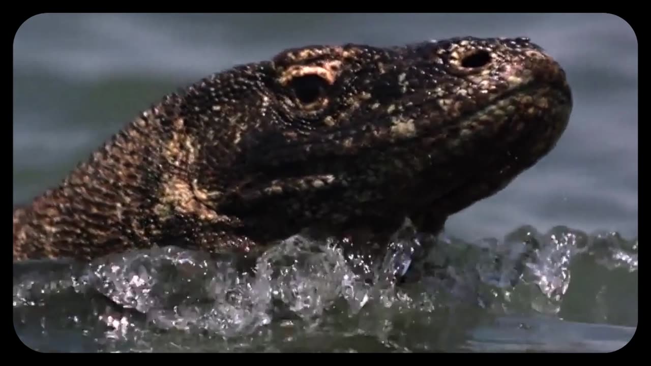 C24 Komodo Dragon sound frequency