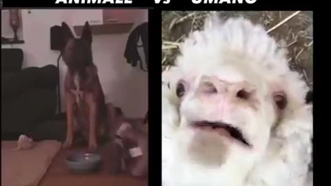 Hooman beasts vs animals. Instinct, think for your selves