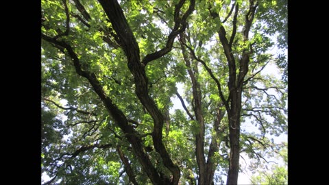 Old Growth Woodland Burr Oak Tree 260 yrs old Aug 2024