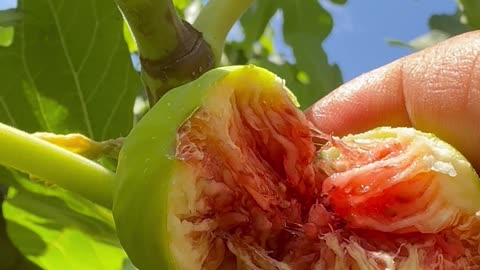 Fig my garden