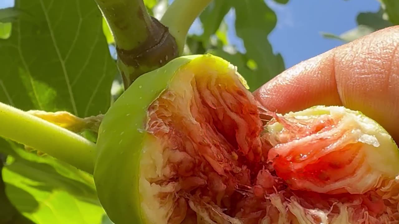 Fig my garden