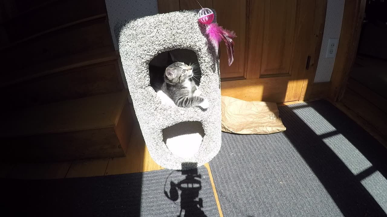 8/23/2015 Kitten playing with first cat toy later that day.
