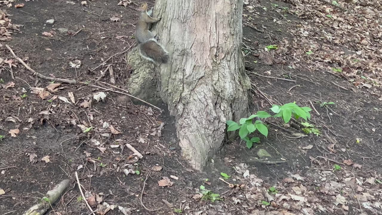 Grey squirrel having some almonds