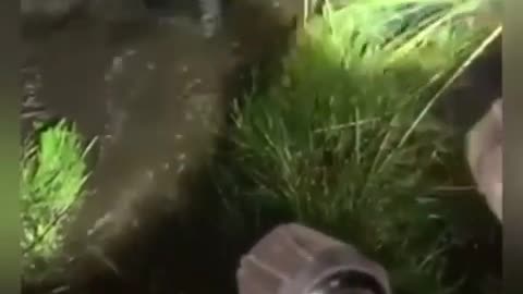 Vegan dogs rescue a bear from drowning in a lake
