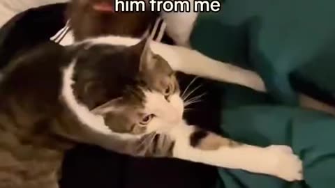 Funny cats and funny men
