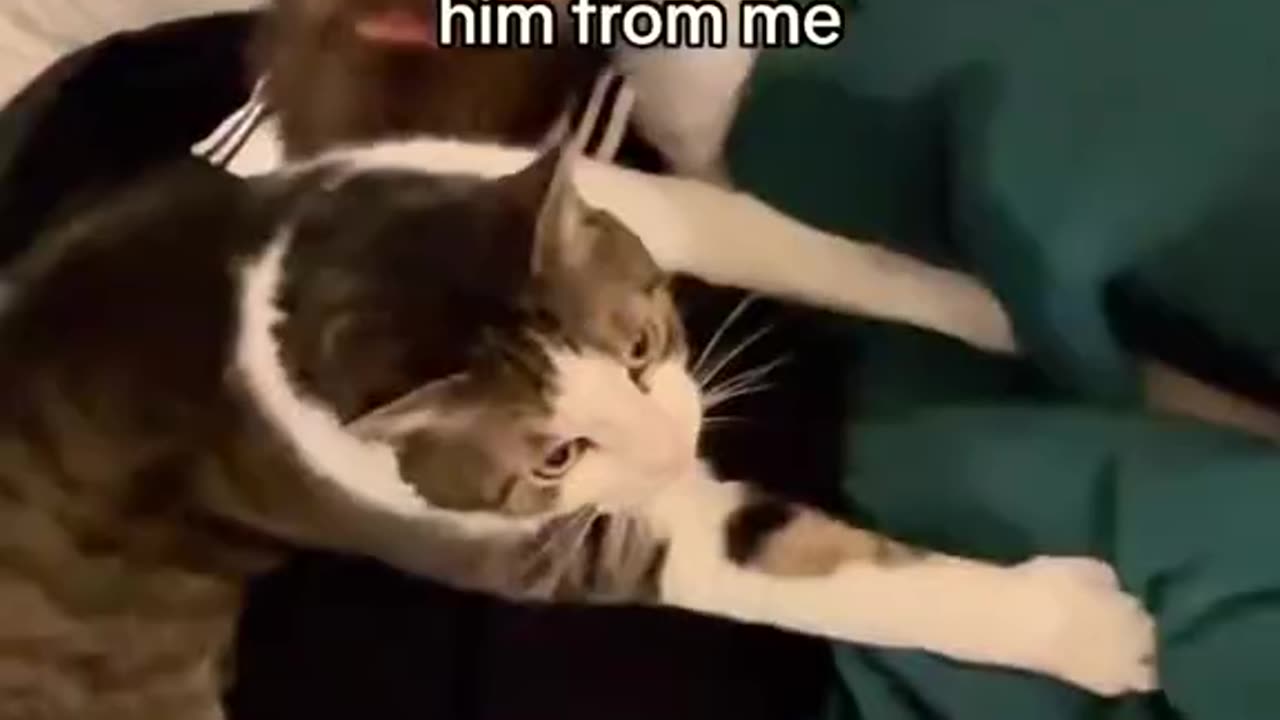 Funny cats and funny men