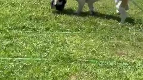Cat? No, I Haven’t Seen the Cat.