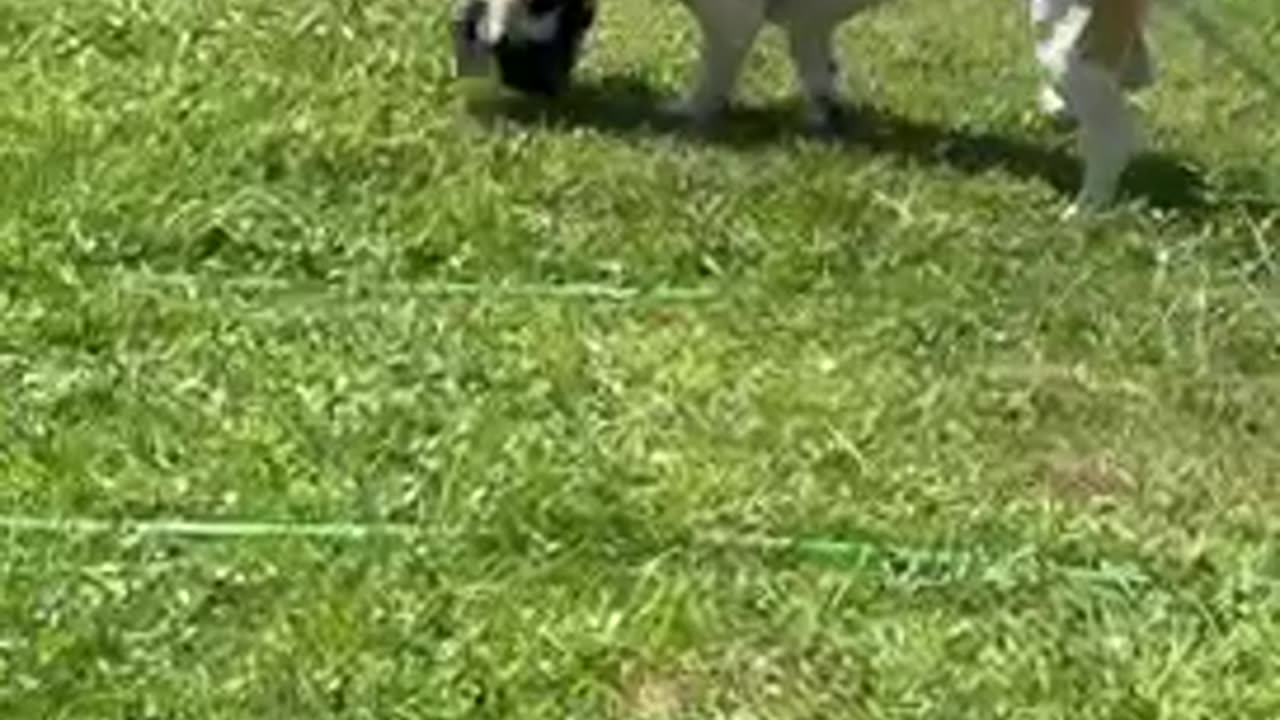 Cat? No, I Haven’t Seen the Cat.