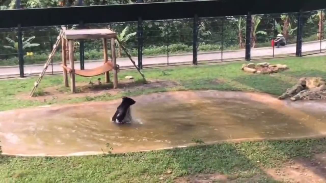 Animal Magical Days