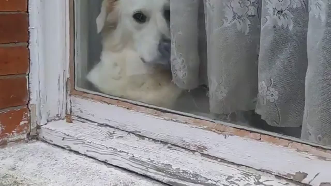 😂🐶 This Dog's Reaction is TOO RELATABLE! My Neighbor's Dog Every Time I Leave the House | FunFM