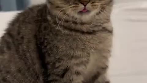 attack : 10% damage : 0% cuteness : 1000000000%