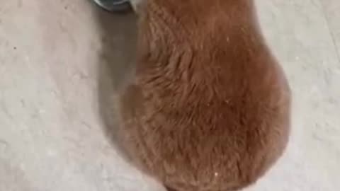 Hangry Cat