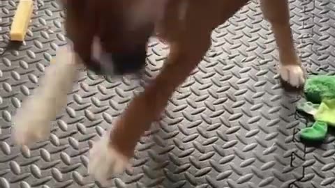 😂🐶 This Dog's Argument with a Carrot is Hilarious! | FunFM