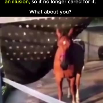 This horse realized it was never truly trapped, and walked free. 🚀