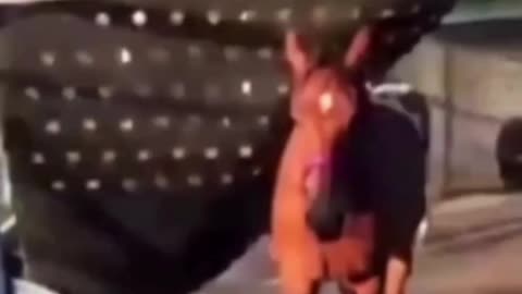 This horse realized it was never truly trapped, and walked free. 🚀
