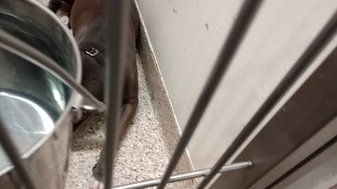 Ethina-B&W 2y A871349 Scooby-tan 1y A886361 kennel 157 PACC shelter Ethina loves roommate20251207115