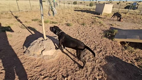 How to make a spring pole for dog training