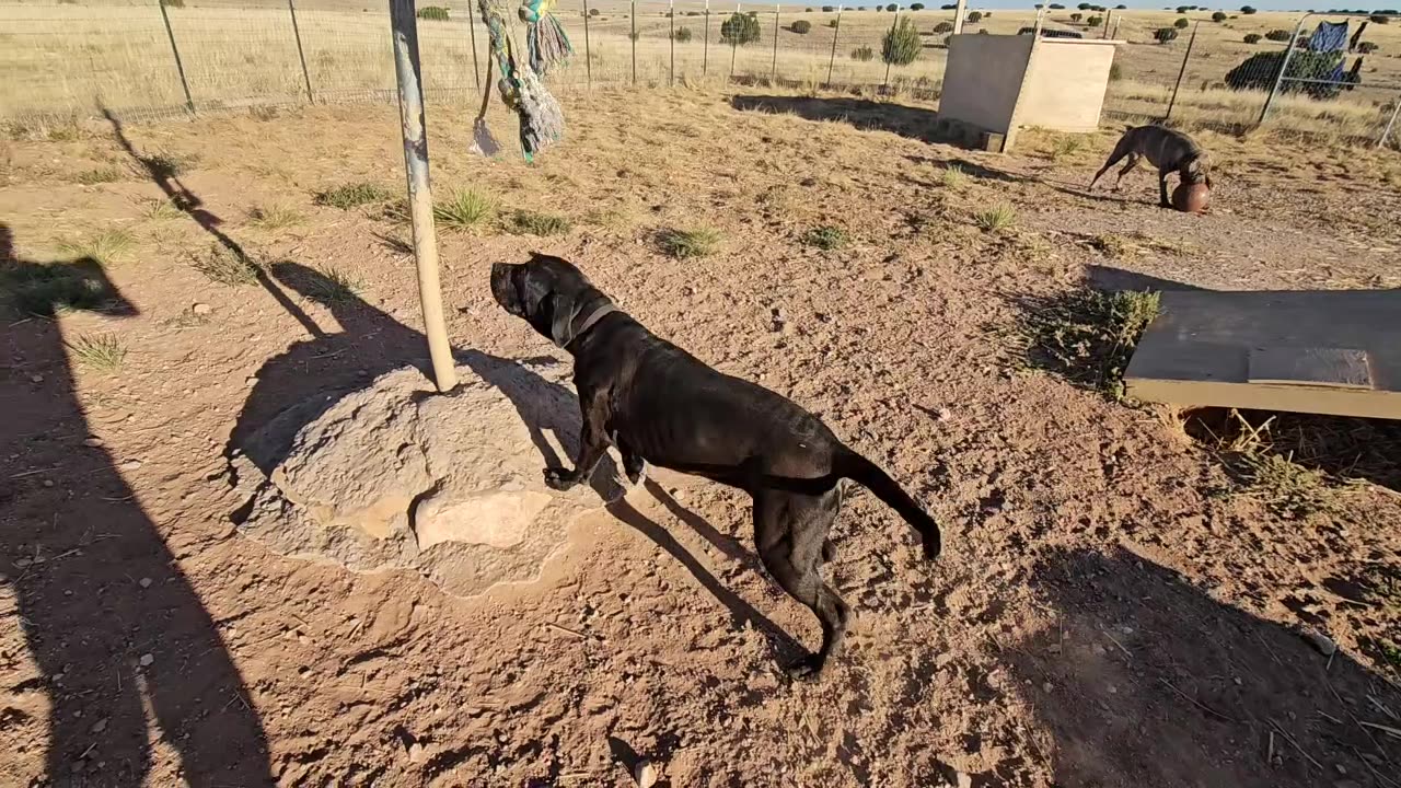 How to make a spring pole for dog training