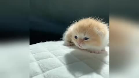 Funniest Animal Videos Ever (Part 2)