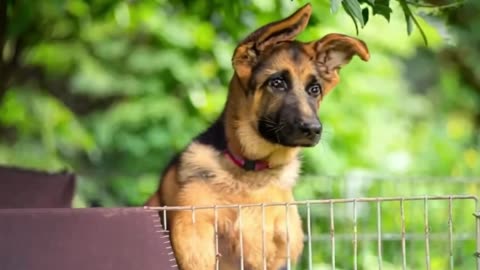 the dog 3