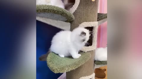When your silly cat becomes your best friend 😸 Cats and Dogs funny videos😂
