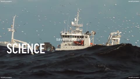 We Have A Global Fisheries Crisis