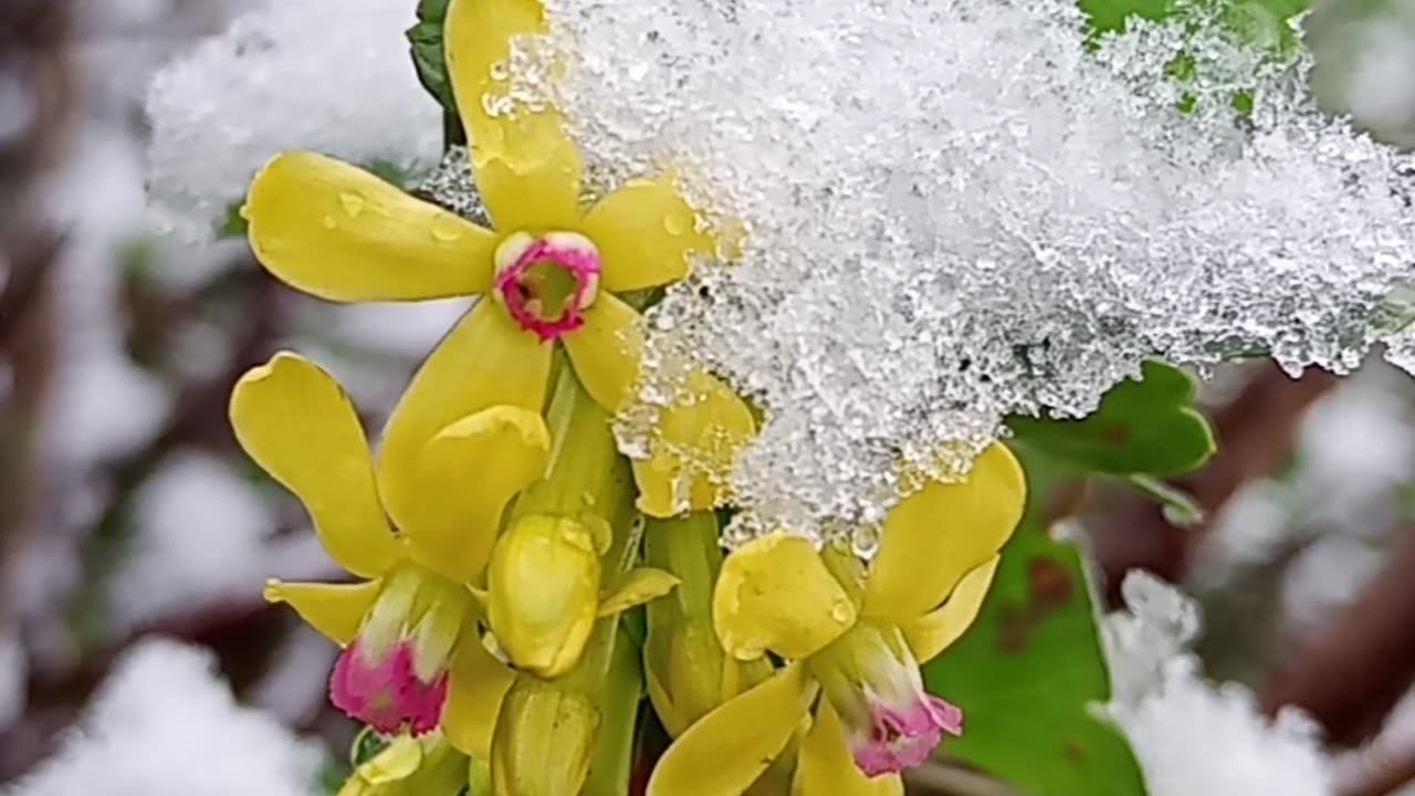 Blooming currant in the snow.