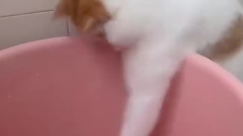 cats that will make you cry laughing 😹🤣