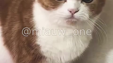 Hilarious Cat Says "Follow Me Human"! 😹 Bossy Pet Antics #FunnyCats