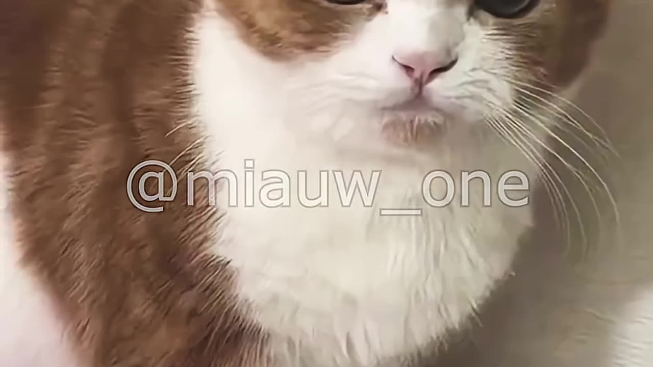 Hilarious Cat Says "Follow Me Human"! 😹 Bossy Pet Antics #FunnyCats