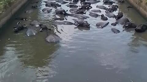 Buffalos of Paddy Farmers have a fun in their spare time.