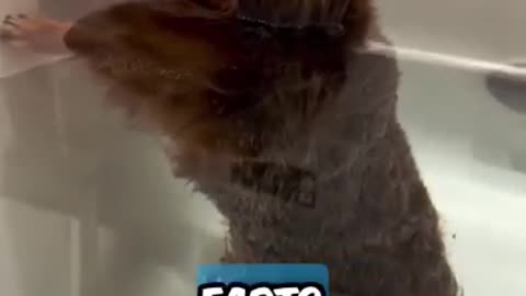 Dog Farts in tub and couldn't care.