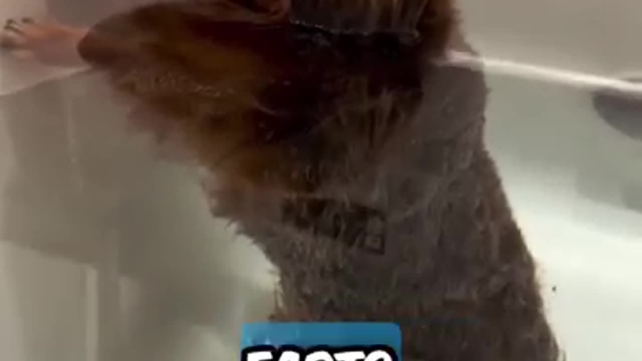 Dog Farts in tub and couldn't care.