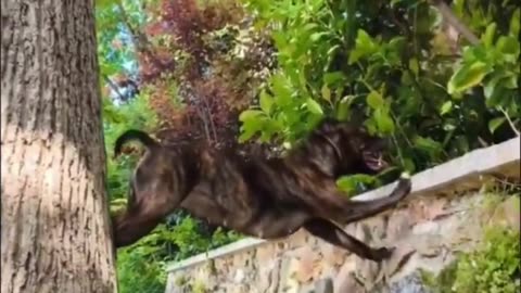 Impressive Leap! Dog Parkour Skills! 🐾🤸