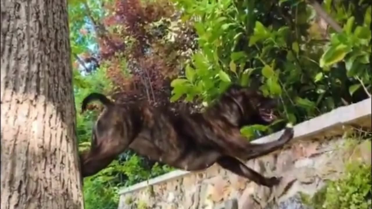 Impressive Leap! Dog Parkour Skills! 🐾🤸