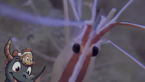 🦐 Mr. Clean Dancing Shrimp Vibes 🧼 #oddlysatisfying #shrimp #reeftank #aquarium #vibing #shorts