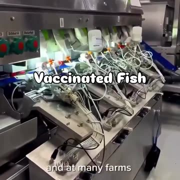 Vaccinated fish!