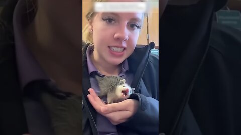 The girl found a lost possum in the park and became his mom