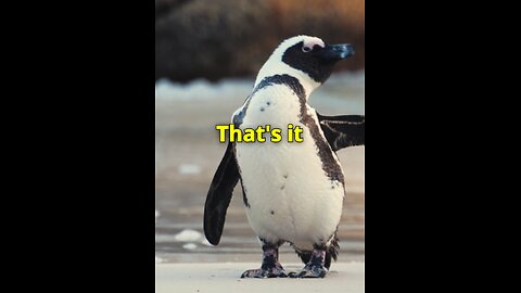 Funny jokes compilation #9