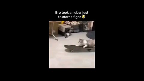 cat fight