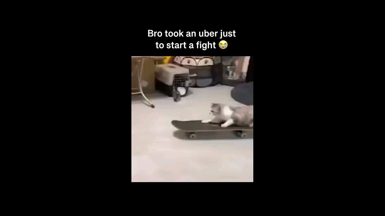 cat fight