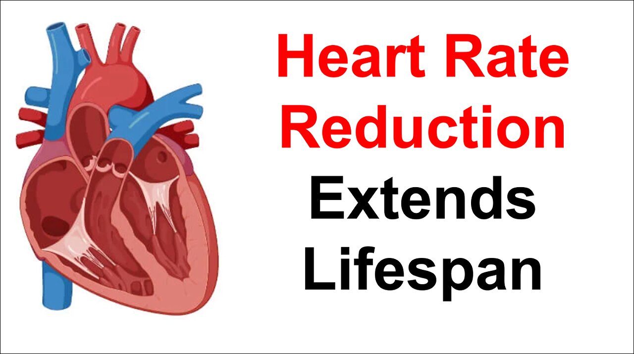 Heart Rate Reduction Extends Lifespan