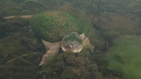 Snapping Turtle