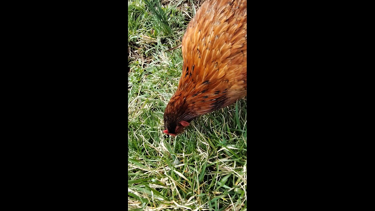 Yum grass!