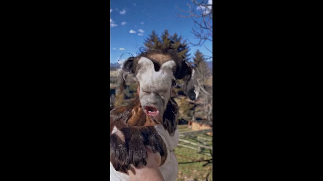 Is this a goat ?