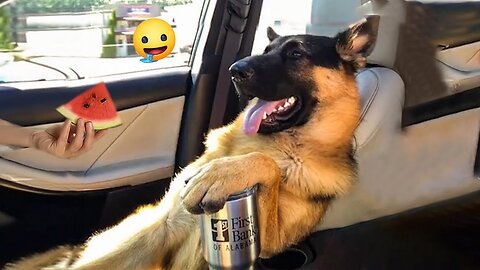 2025’s Funniest Dogs & Cats 😂 You Won’t Stop Laughing! | You Laugh You lose 😍😸😹 #Ep98