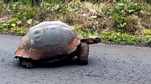 Giant Galapagos tortoise casually blocks highway on Santa Cruz Island
